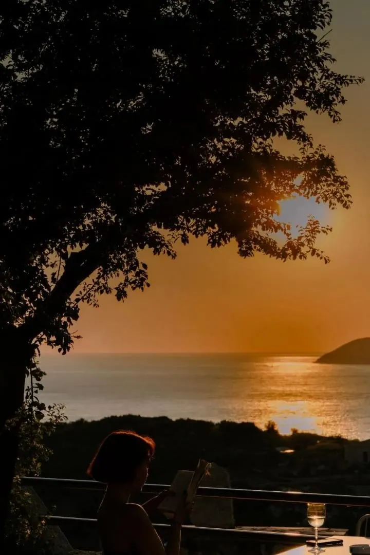 The setting sun seen through the canopy of an olive tree above the sea